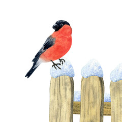 Bullfinch bird sits on a snowy wooden fence. Watercolor illustration drawn by hand. Isolated on background. For decoration, design, packaging, postcards, souvenirs, printing
