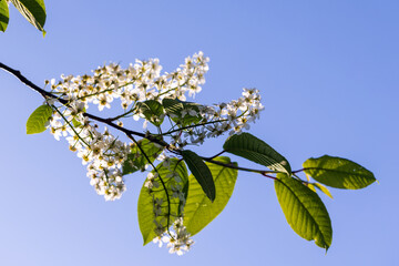 Blooming Branch with White Flowers Against Clear Blue Sky