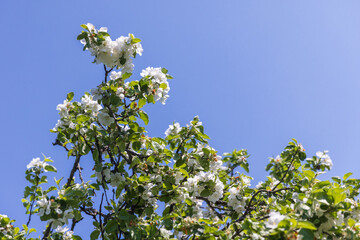 Blooming Apple Tree Branches with White Flowers Against a Clear Blue Sky