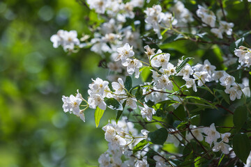 White Jasmine Flowers Blooming on a Bright Day in a Green Garden
