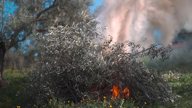 Burning remains of olive wood
