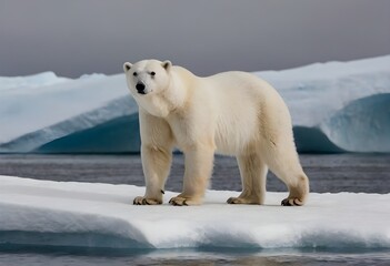 Naklejka premium Polar Bear (Ursus maritimus) in Arctic Habitat