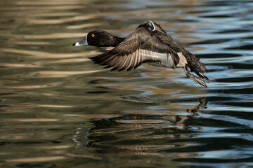 Ring-necked Duck, Aythya colaris in flight in Arizona. 