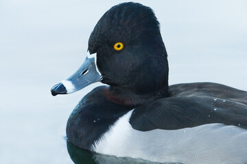 Ring-necked Duck, Aythya colaris, head portrait, in Arizona.