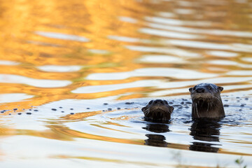 River Otter, Lontra canadensis in Florida.