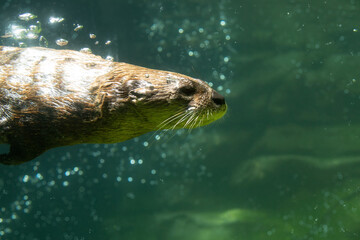 River Otter, Lontra canadensis under water, Minnesota.