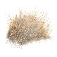 Obraz premium beach grass sand marram grass bent grass isolated transparent background 