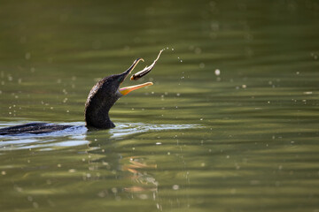Neotropic cormorant, Nannopterum brasilianum, feeding in Arizona.