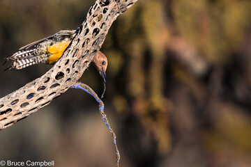 Woodpecker reaching for a drink of water