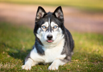 A Husky dog lying down and sticking its tongue out © Mary Swift