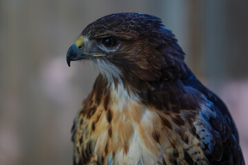 Close-up of a Red-tailed hawk