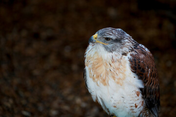 Close-up of a Ferruginous hawk	
