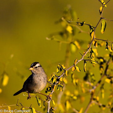 bird on a branch