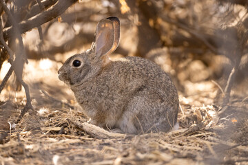 Desert cottontail, Sylvilagus audubonii in Arizona.