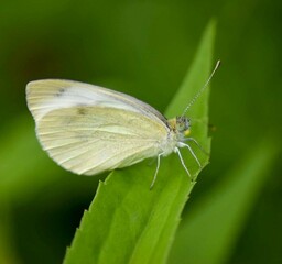 butterfly on a leaf