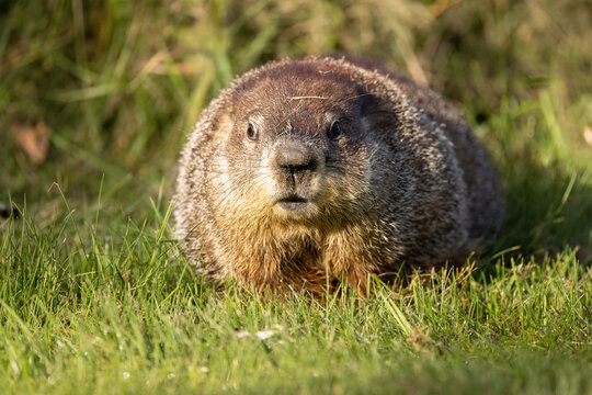 Woodchuck, Marmota monax in Minnesota. 