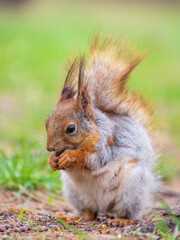 Squirrel eats a nut while sitting in green grass. Eurasian red squirrel, Sciurus vulgaris