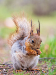 Squirrel eats a nut while sitting in green grass. Eurasian red squirrel, Sciurus vulgaris