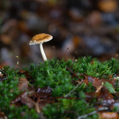 mushroom in moss