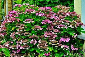 Pink Lacecap hydrangea 
