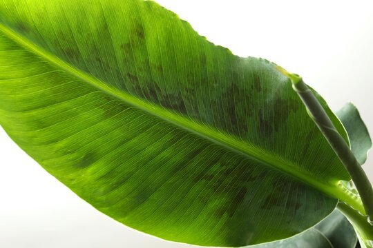 Banana tree in sunlight on a white background. Tropical plant foliage with visible texture. Symbol for no pollution. Close up, copy space