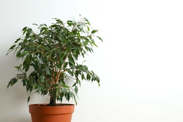 Beautiful lush houseplant Ficus Benjamina in a pot on table