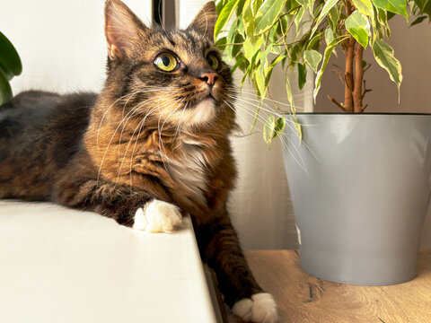 Gray tabby cat sits next to beautiful ficus, looks up and sniffs leaves. Cat and indoor green plants concept. - Powered by Adobe