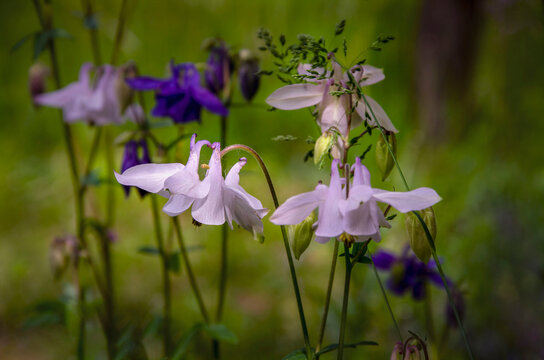 Colorful columbines illuminated by the sun, blooming in the garden.