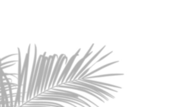 Palm leaves shadow overlay on white and transparent background. Natural tropical palm branch shadow PNG file. Ideal for summer and spring design elements