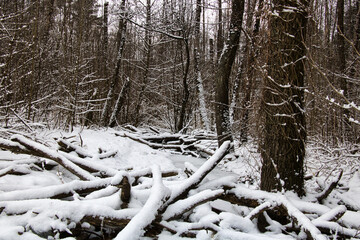 Landscape of dense winter snowy forest with view of frozen stream on frosty cloudy day