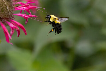 Bumblebee nectaring and collecting pollen in Minnesota garden. 