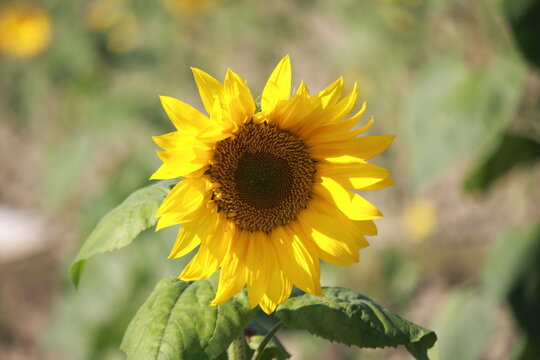 Sunflowers in the garden