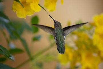 Anna's hummingbird, Calypte anna, in flight, Arizona.