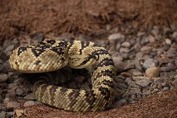 Obraz premium Black -tailed rattlesnake, Crotalus molossus, in Arizona.