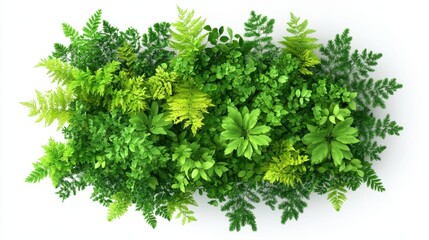 Fototapeta premium Lush greenery: top view of various vibrant green plants and ferns