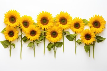 Obraz premium Bright sunflowers arranged in row