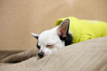 Chihuahua. A cute, purebred puppy sleeping on the couch. Pets.