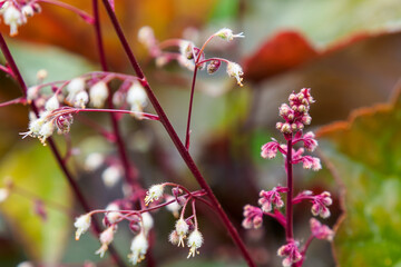 The flower is a Geyhera. A garden flowering plant. Gardening.
