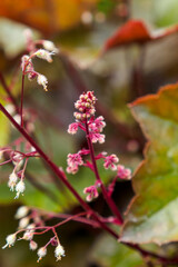 The flower is a Geyhera. A garden flowering plant. Gardening.