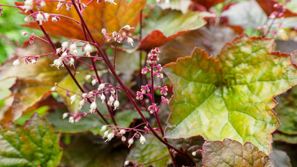 The flower is a geyhera, a garden-growing flowering plant.