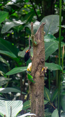 Beautiful colorful bird eating fruit in a nature reserve in Costa Rica
