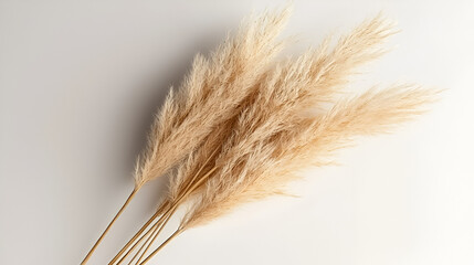 Beige pampas grass plumes arranged on a neutral backdrop for a modern and natural decorative accent.