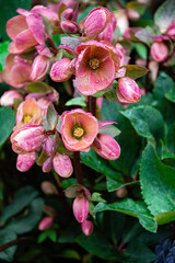 Blooming hellebore flowers in the spring garden	