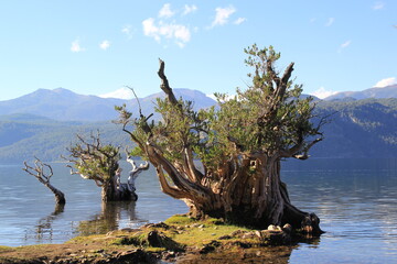 Patagonia Argentina Quila Quina Quilaquina Lago Lacar San Martin de los Andes Playa 