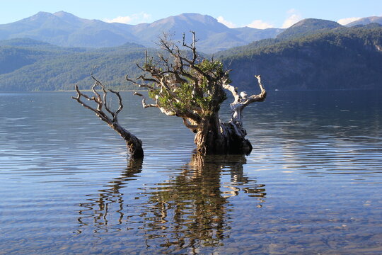 Patagonia Argentina Quila Quina Quilaquina Lago Lacar San Martin de los Andes Playa 