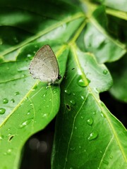 Tajuria. Tajuria Butterfly, macro photography of insect in nature, beautiful photo of small animal