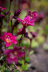 Floral beautiful background with flowering plants, macro, selective focus. Perennial flower saxifrage with red petals on a flower bed in the garden