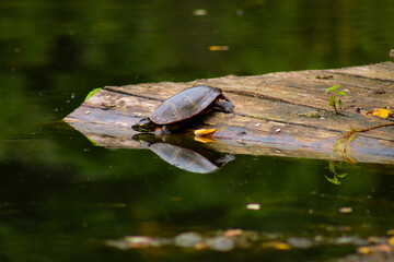 turtle on the water