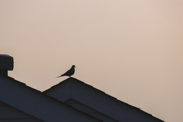 Dove on roof