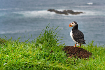 Atlantic puffin on the isle of Lunga in Scotland. The puffins breed on Lunga, a small island of the coast of Mull. 